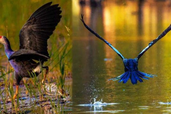 Go bird-watching in Mekong Delta